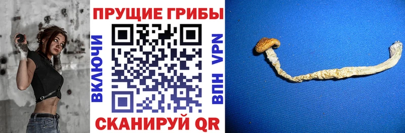 Псилоцибиновые грибы Cubensis  Одинцово 
